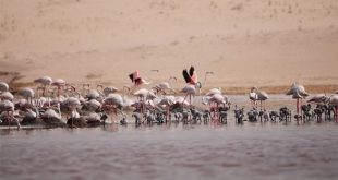 أبوظبي ترشيح محمية الوثبة لجائزة السياحة المسئولة في الشرق الأوسط