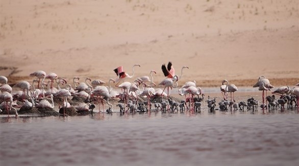 أبوظبي ترشيح محمية الوثبة لجائزة السياحة المسئولة في الشرق الأوسط
