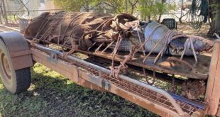 أستراليا تعثر على تمساح ضخم في منطقة جذب سياحي