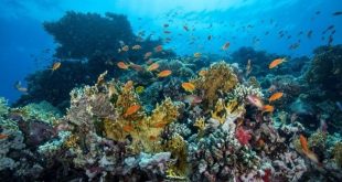 السعودية تعيد اكتشاف سواحل البحر الأحمر .. 1200 نوع من الأسماك1