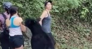 النيابة تفتح تحقيقا فى حادث التحرش بسائحة مكسيكية وتعاين الدب سيئ السلوك