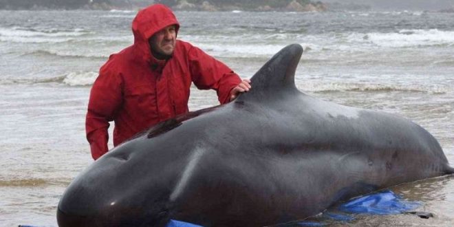 فرق الإنقاذ تكشف نفوق 380 من الحيتان العالقة عند خليج بجنوب أستراليا