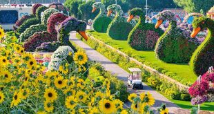 أكبر حديقة للزهور الطبيعية في العالم تفتح أبوابها أمام الزوار أول نوفمبر