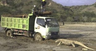 إندونيسيا تكشف عن مشروع سياحي ضخم في متنزه كومودو وصورة تنين تثير ضجة