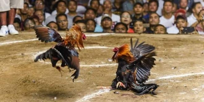 ديك مصارع يقتل قائد شرطة في الفلبين خلال مداهمة لمصارعة غير قانونية1