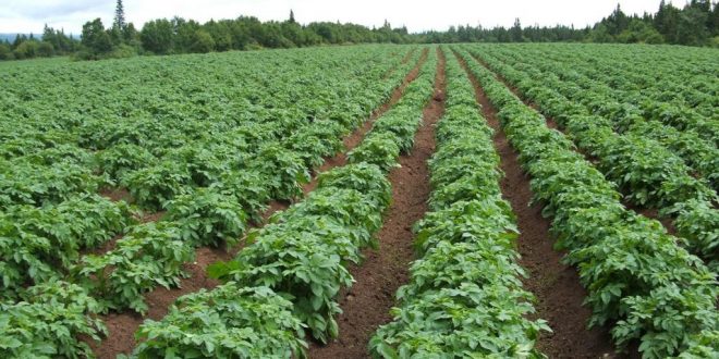 وزارة الزراعة تحذر من الأمطار المتوقعة وتأثيراتها على المحاصيل الشتوية