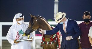 الأريام تحصد ذهب الخيول العربية بمهرجان الشارقة