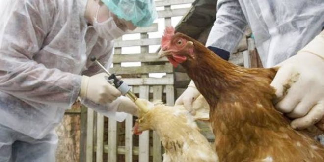 الزراعة تنفى وجود بؤر مرضية للاصابة بمرض إنفلونزا الطيور بالوادي الجديد1