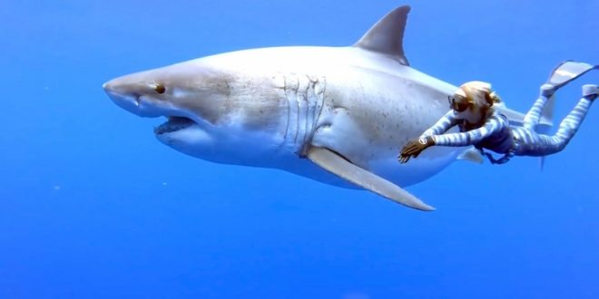 السباحة مع القروش .. تجربة جديدة لعشاق سياحة الأدرينالين بجزر عمان