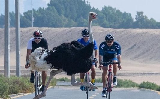 فيديو.. ولي عهد دبي يتسابق مع النعام أثناء ركوب الدراجة