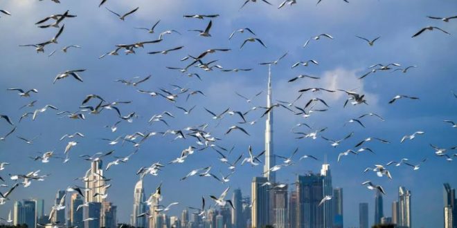 الإمارات تمنح الجنسية للمستثمرين العلماء والأطباء وعائلاتهم لاستقطاب العقول