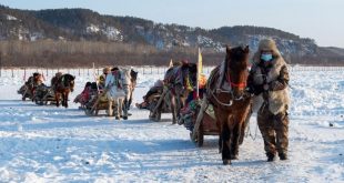 ركوب عربات التزلج المجرورة بالخيول نشاط ترفيهي منتشرة في قرية بيجي