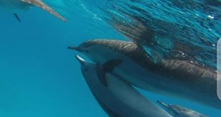 شتي في مالديف مصر .. مرسي علم تنقلك إلى عالم آخر من المتعة والإثارة3