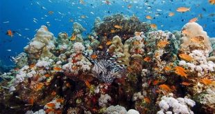 مطالب المستثمرين بإقامة فنادق عائمة تهدد ثروات البحر الأحمر والتراخي كارثة