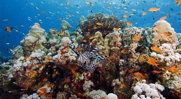 مطالب المستثمرين بإقامة فنادق عائمة تهدد ثروات البحر الأحمر والتراخي كارثة