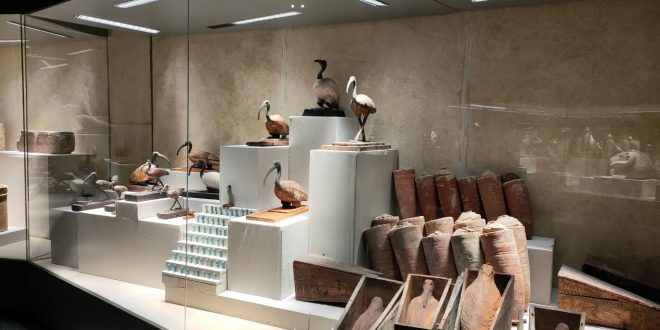 الأعلى للآثار ينفي اتلاف السيول لمقتنيات متحف شرم الشيخ .. والأسد بحالته