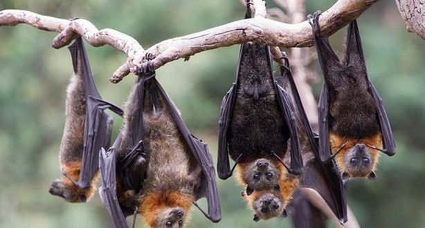 مركز البحوث الزراعية ينفي وجود فيروس نيباه بمصر ويطلب مسحة لخفافيش الفاكهة