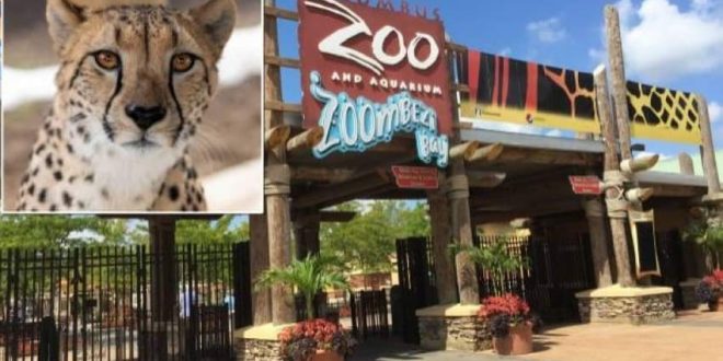 رائحة الزرافات توقع حارس حديقة في ورطة كادت تودي بحياته