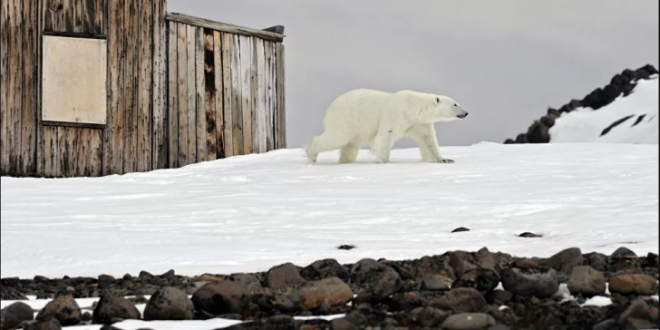 فندق في الصين يمنح نزلائه العيش مع الدببة القطبية