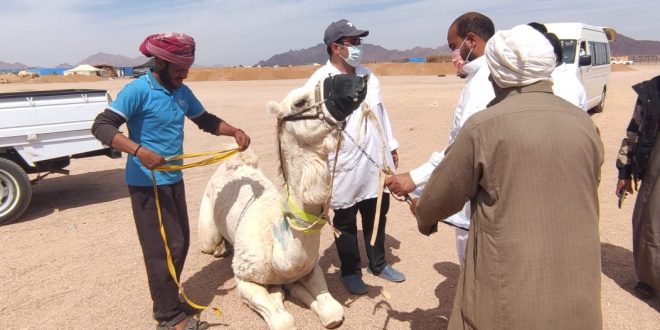 قافلة بيطرية تفحص 1076 هجن في مضمار شرم الشيخ الدولي