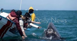 اللغب مع الحيتان تجربة مثيرة على سواحل جزيرة باها كاليفورنيا بالمكسيك