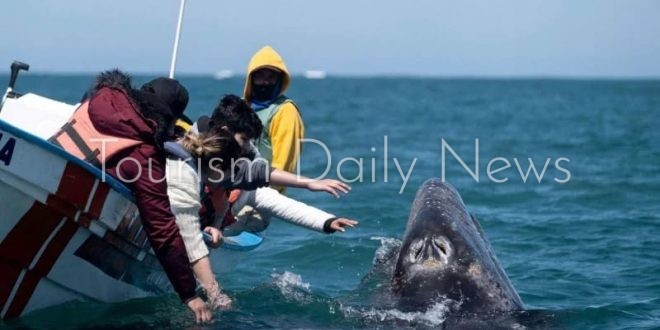 اللغب مع الحيتان تجربة مثيرة على سواحل جزيرة باها كاليفورنيا بالمكسيك