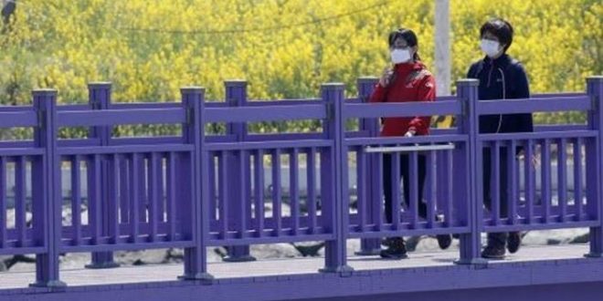 سياحة كوريا الجنوبية البنفسجية تعيد الحياة للقطاع البائس بعد رفع الإغلاق