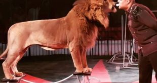 سيرك الحلو يعود في مرسي مطروح بعروض دولية