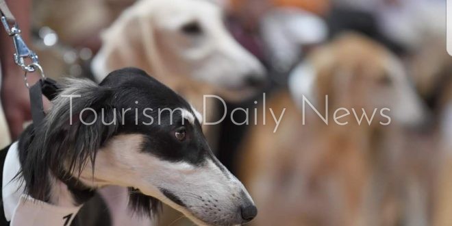 انطلاق معرض أبوظبي الدولي للصيد والفروسية ومسابقة جمال السلوقي العربي