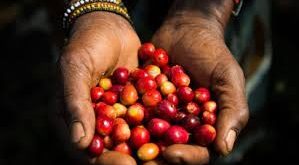 مصر تشارك بإصدار تقرير السياسة الغذائية العالمية عن الشرق الأوسط وأفريقيا