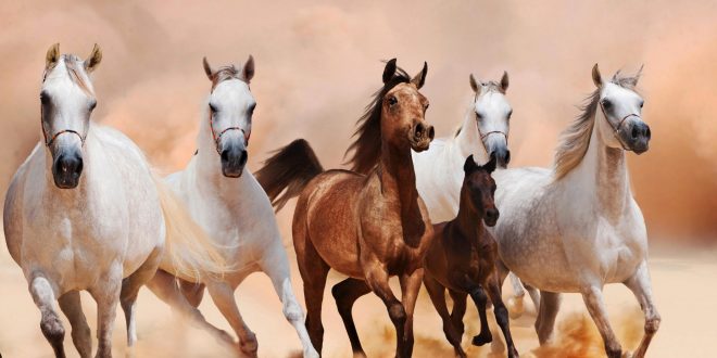 الفقي وحواس وسفراء أوربيين يشاركون في التجمع الأول لمحبي الخيول  العربية