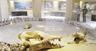 30 مليون جنيه إيرادات ورسوم المحميات الطبيعية و1.1مليون زائر في 3 سنوات