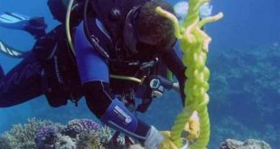 1200 شمندورة للحفاظ علي الشعاب المرجانية بالبحر الأحمر