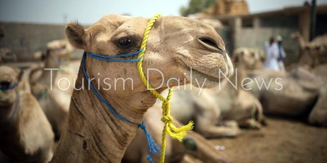سوق "دراو" للجمال مقصد تجاري سياحي كبير خلال عيد الأضحي في جنوب مصر