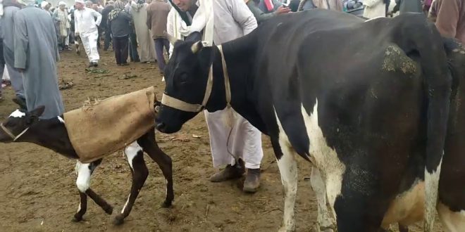 جلود الأضاحي من المجازر للحرف التراثية .. مصر تستهلك 10 ملايين طن لحوم