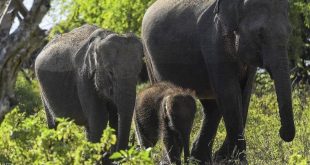 سريلانكا تكشف عن إجراءات جديدة لحماية الفيلة الأليفة