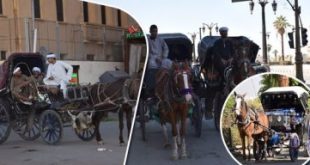 اجتماع لمديرى المراسى السياحية والعبارات بالأقصر لمواجهة مشاكل الحناطير