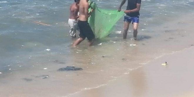 سياحة ومصايف الإسكندرية تواصل حملة تنظيف ورفع كفاءة عدد من الشواطئ