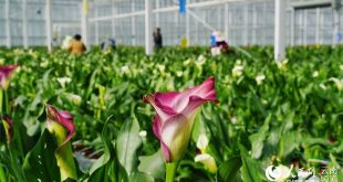 صناعة الزهور .. 2020 بداية جديدة في ليجيانغ بالصين