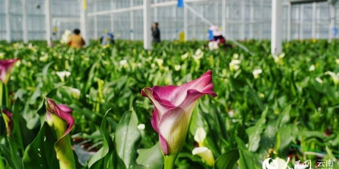 صناعة الزهور .. 2020 بداية جديدة في ليجيانغ بالصين