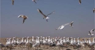 البيئة تعلن بدء موسم رصد وتسجيل الطيور المهاجرة من أوروبا خلال موسم الخريف