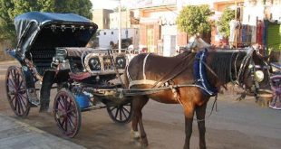 رئيس مدينة الأقصر يطلب التزام سائقي الحنطور لإنجاح الموسم السياحي الجديد
