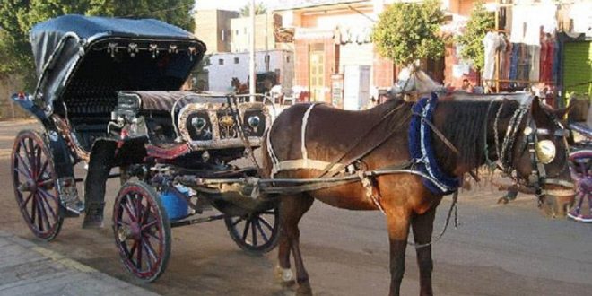 رئيس مدينة الأقصر يطلب التزام سائقي الحنطور لإنجاح الموسم السياحي الجديد