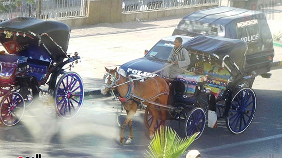 كشف أمني على حناطير أسوان وقرارات جديدة لتنظيم عملها وزيادة أسعار الركوب