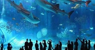 السائحين بمتحف الغردقة المائي