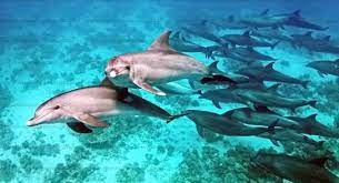 الدلافين تشعل التجارب السياحية في الغردقة وتنعش المقاصد البحرية