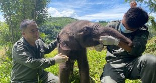 السلطات المحلية في الصين تتمكن من إنقاذ فيل رضيع مريض تقطعت به السبل