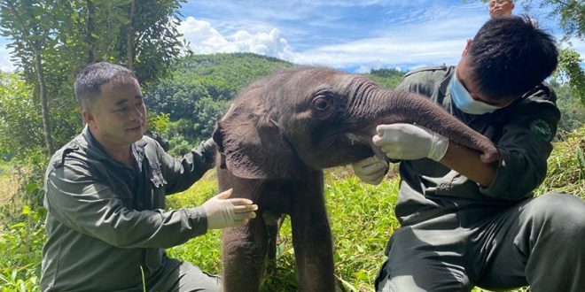 السلطات المحلية في الصين تتمكن من إنقاذ فيل رضيع مريض تقطعت به السبل