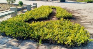 تطوير الساحة الخارجية لمعابد الكرنك والعناني يتابع التجهيزات السياحية