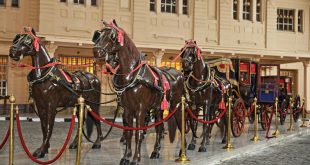 معرض للصور النادرة بمتحف المركبات الملكية احتفالا بمرور عام على افتتاحه